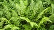 © nurissetiabudi - Densely Clustered Bright Green Ferns