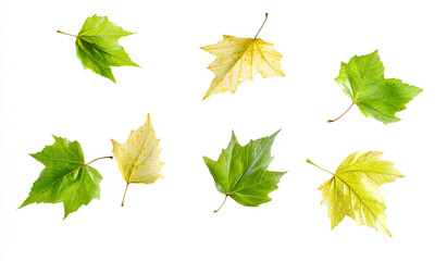 A collection of six sycamore leaves, some green and some transitioning to yellow, isolated against a white background.