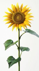 Wall Mural - Bright yellow sunflower, white background, 4K hyperrealistic photo