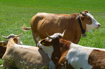 Kühe auf der Sommer-Weide 
Cows on summer pasture