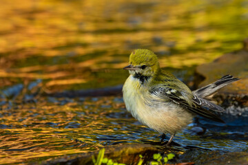 Wall Mural - bay-breasted warbler perched on a rock