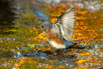 Wall Mural - eastern bluebird bathing in a stream during the golden hour