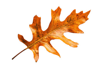Wall Mural - Dried, orange oak leaf with veins, isolated against white background.
