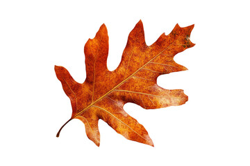 Wall Mural - Dried, orange oak leaf with veins, isolated against white background.
