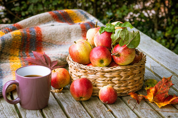 Autumn harvest of apples in an English garden