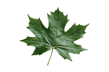 Wall Mural - Single green maple leaf