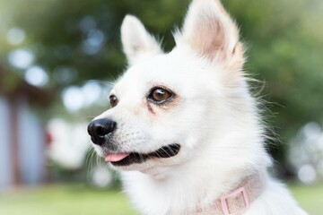 portrait of a white dog