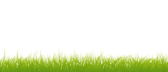 Grass vector illustration on transparent background