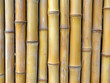 © Andrew - Bamboo Stalks, a close-up view of smooth, vertical bamboo stalks.