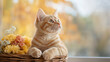 © Akuma - A charming orange tabby cat gazes thoughtfully from basket filled with flowers