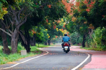 Diminishing perspective view of a moto thru winding country road flanked by colorful flame gold rain trees on the roadsides on a beautiful autumn day, in Puyan Township, Changhua County, Taiwan, Asia