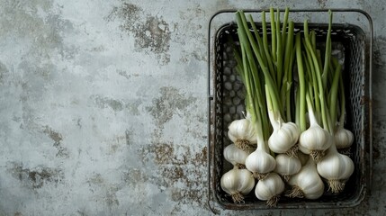 Wall Mural - A rustic metal basket filled with fresh garlic with green stems, set against a textured concrete background.