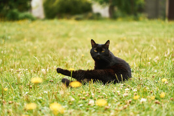 Black cat resting on lawn in natural outdoor setting