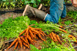 © Andrew Kornylak - A gardener in rummer boots and jeans kneels behind a freshly picked crop of carrots