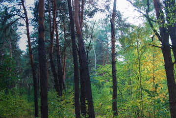 contrasting landscape of an autumn forest with tall trees