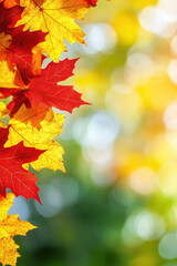 Autumn template with red maple leaves and sunlight