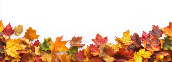 Autumn border made of colorful autumn leaves on a white background with copy space, a wide banner template for fall season promotion ads or advertising text message cards.