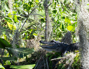 alligator in the swamp