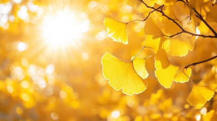 Wall Mural - Golden ginkgo leaves illuminated by sunlight during autumn in a serene park setting