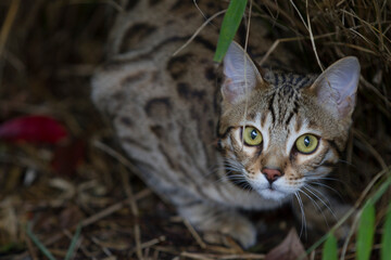 Pictures of domestic Bengal Cats