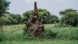 © Stoca - Tall termite mound in African wilderness