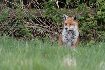 Photographs of UK Foxes