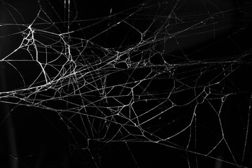 Wall Mural - cobweb on a dark background