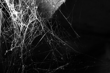 Wall Mural - cobweb on a dark background