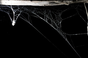 Wall Mural - cobweb on a dark background