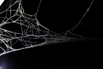 Wall Mural - cobweb on a dark background