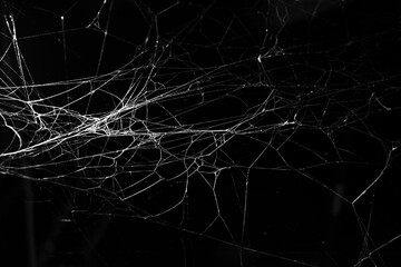 Wall Mural - cobweb on a dark background