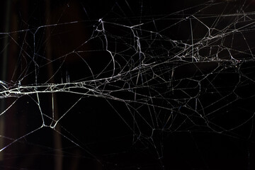 Wall Mural - cobweb on a dark background