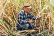 © kanpisut - Sugar cane agriculture. Farmer working in sugar cane field with tablet. Agriculture maize business concept. Farmer with Tablet study sugar cane sprouts.