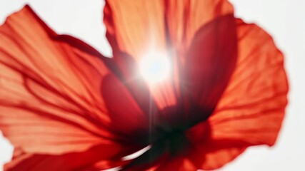 Wall Mural - A red poppy flower is backlit by the sun on a bright summer day