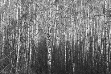 black-and-white photo with white birches