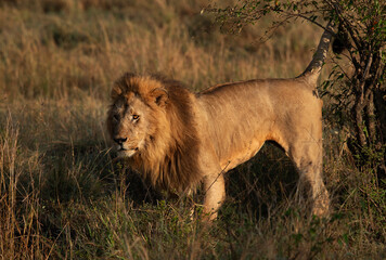 A Lion marking its territiry during morning hours in Savanah, Masai Mara, Kenya