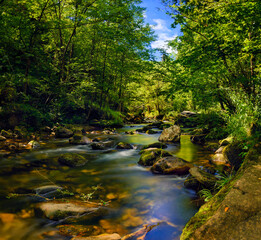 Long exposure of a high mountain river crossing a forest of beech and yew trees