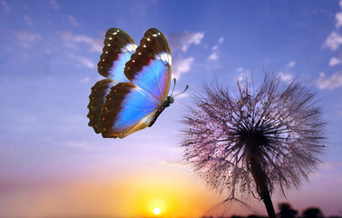 Aufkleber - Morpho butterfly and dandelion. Seeds of a dandelion flower in drops of water on a background of sunrise. Copy spaces.