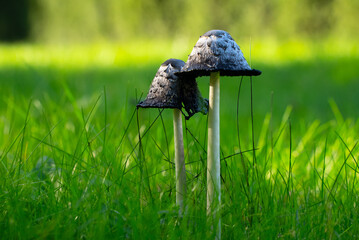 Dung mushrooms have grown on the lawn