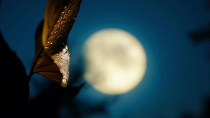 Wall Mural - dark blue sky with a bright moon, surrounded by brown leaves, creating a serene evening scene