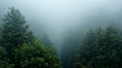 Wall Mural - Misty forest with tall green trees and sunlight filtering through the branches. Aerial view captures serene and tranquil atmosphere