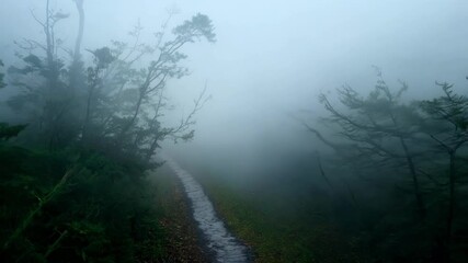 Wall Mural - foggy forest trail with trees creates a mysterious atmosphere, perfect for a serene escape in nature