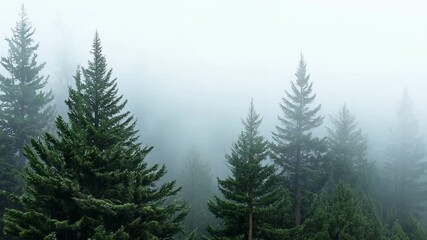 Wall Mural - tall green pine trees reaching up towards the sky on a misty day, casting a mysterious and captivati