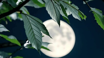 Wall Mural - basking in the tranquil glow of a full moon, this serene night scene features the celestial beauty o