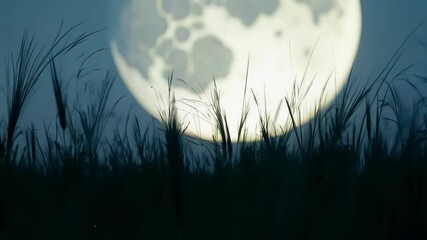 Wall Mural - the bright full moon illuminates grass in a serene silhouette against a dark blue sky, creating a pe