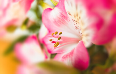 Wall Mural - Alstroemeria flowers