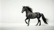 © anulak - Powerful black horse on white background minimalist