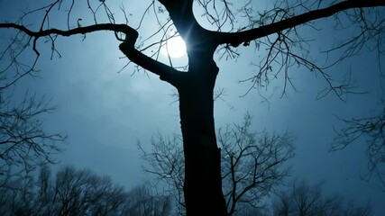 Wall Mural - Bare trees silhouetted against twilight sky create eerie, mysterious vibe perfect for halloween. Dark forest setting adds spooky atmosphere with intricate branch shadows