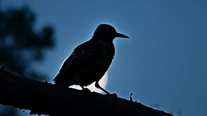 Wall Mural - blackbird perched on a branch against a twilight sky, with the moon shining in the background, creat