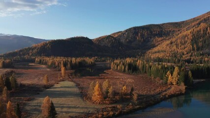 Wall Mural - Breathtaking aerial view captured by drone showcasing Mountain Altai stunning autumn landscape. The scene highlights the vibrant, golden colors of this picturesque region in late autumn.